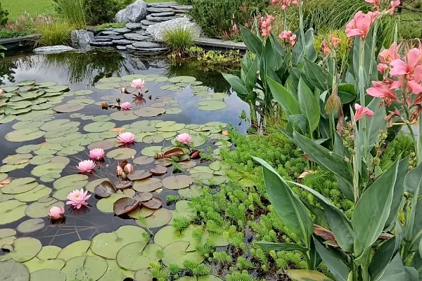 Водные растения в Калуге