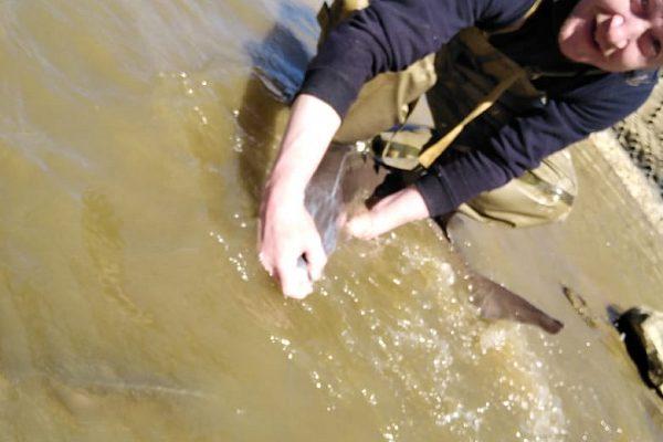 Зарыбление водоема в Серпухове