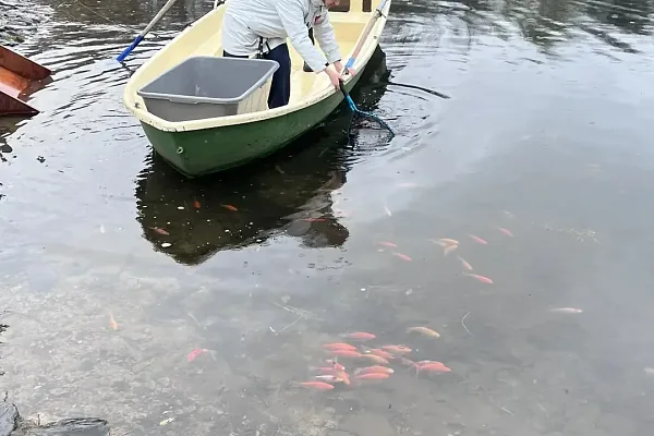 Зарыбление пруда в Москве