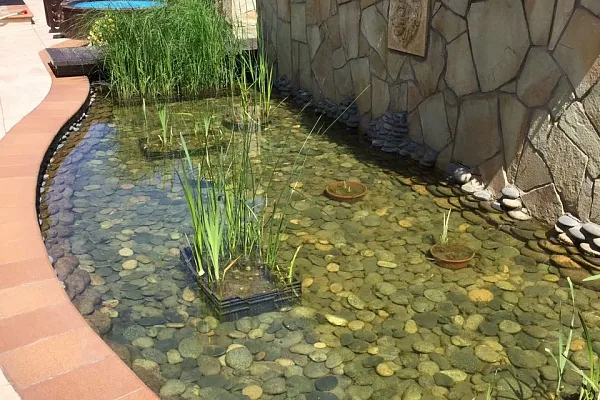 Водные растения в Воронеже
