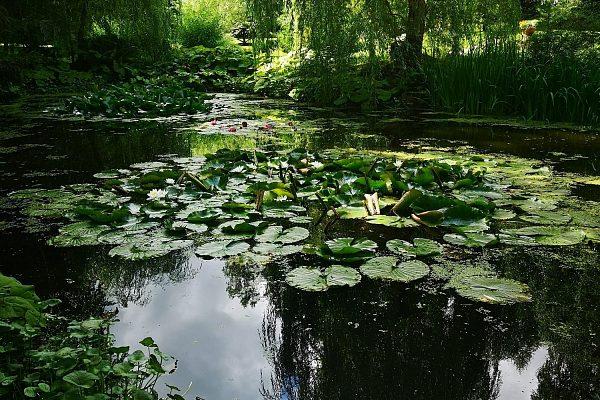 Водные растения в пруду  Химки
