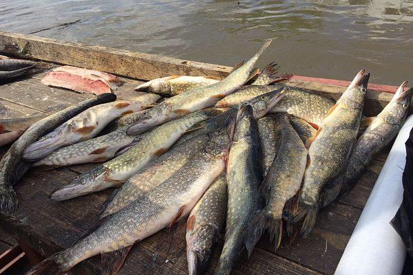 Зарыбление водоема во Владимире